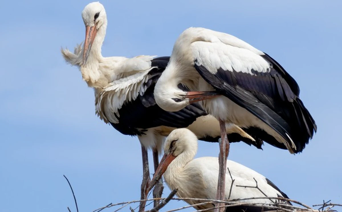Już jest! Bocian – pierwszy zwiastun wiosny – wraca do Polski, a z nim nadzieja na cieplejsze dni, szczęście i... dzieci. Ten niezwykły ptak od wieków jest obecny w naszej kulturze, a jego powroty śledzą zarówno miłośnicy przyrody, jak i ci, którzy wierzą w ludowe przysłowia. Skąd wzięły się bocianie przesądy? Dlaczego Polska jest bocianim rajem? 