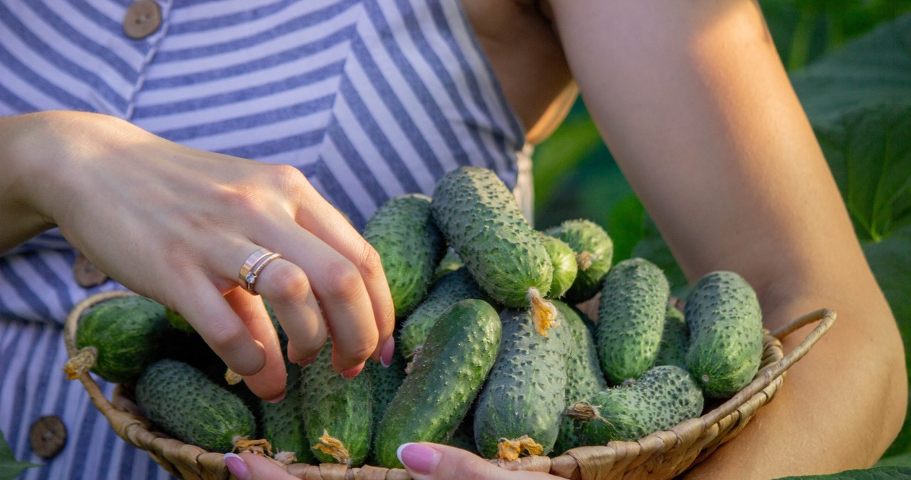 Te ogórki są najlepsze do kiszenia. Jedna odmiana bije inne na głowę