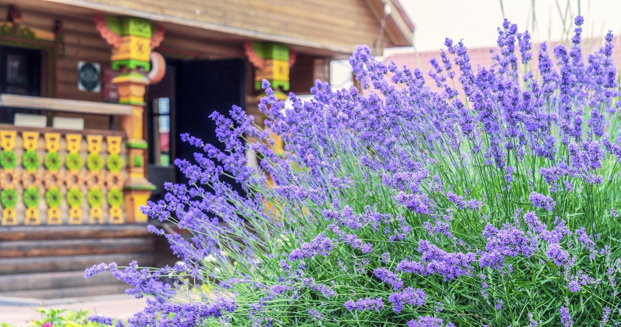 W marcu podsyp tym lawendę. w okresie jej kolor i zapach cię zachwyci