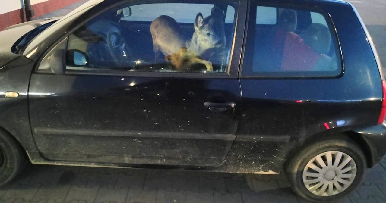 45-latka potrąciła sarnę. To, co zrobiła potem, zaskoczyło policję