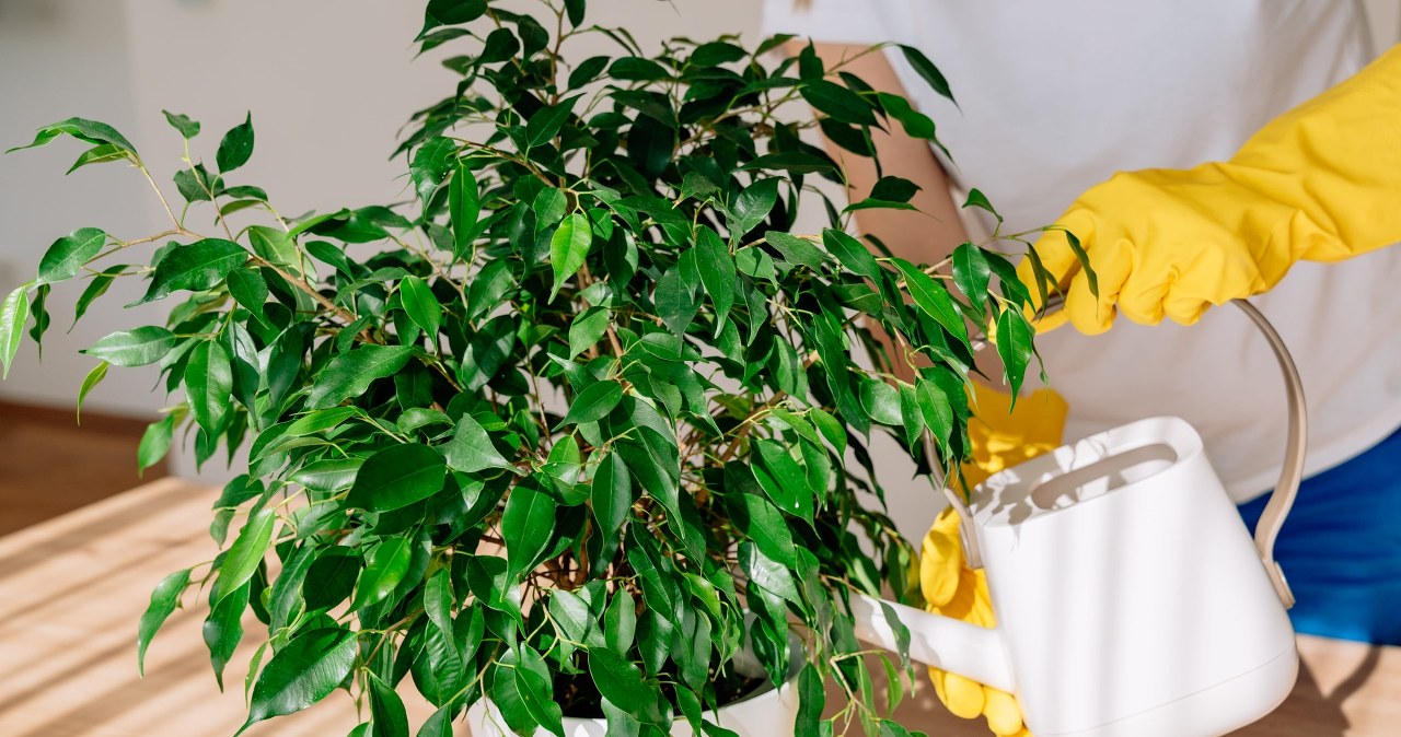 Zamiast do zlewu, wlej to do doniczki. Fikus przestanie gubić liście