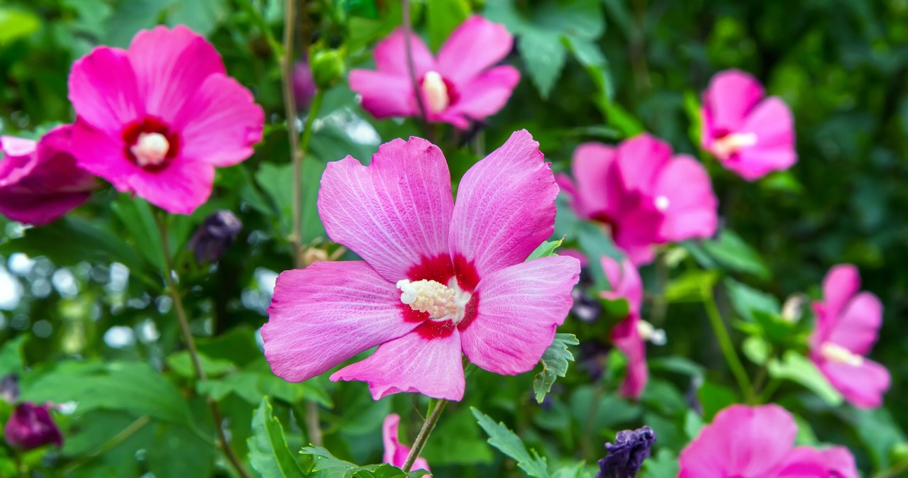Zrób to z hibiskusem w marcu. Latem będzie uginał się od kwiatów