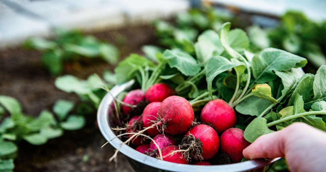 Nowalijki zawsze myję w tym. Usuwa zanieczyszczenia i nawozy