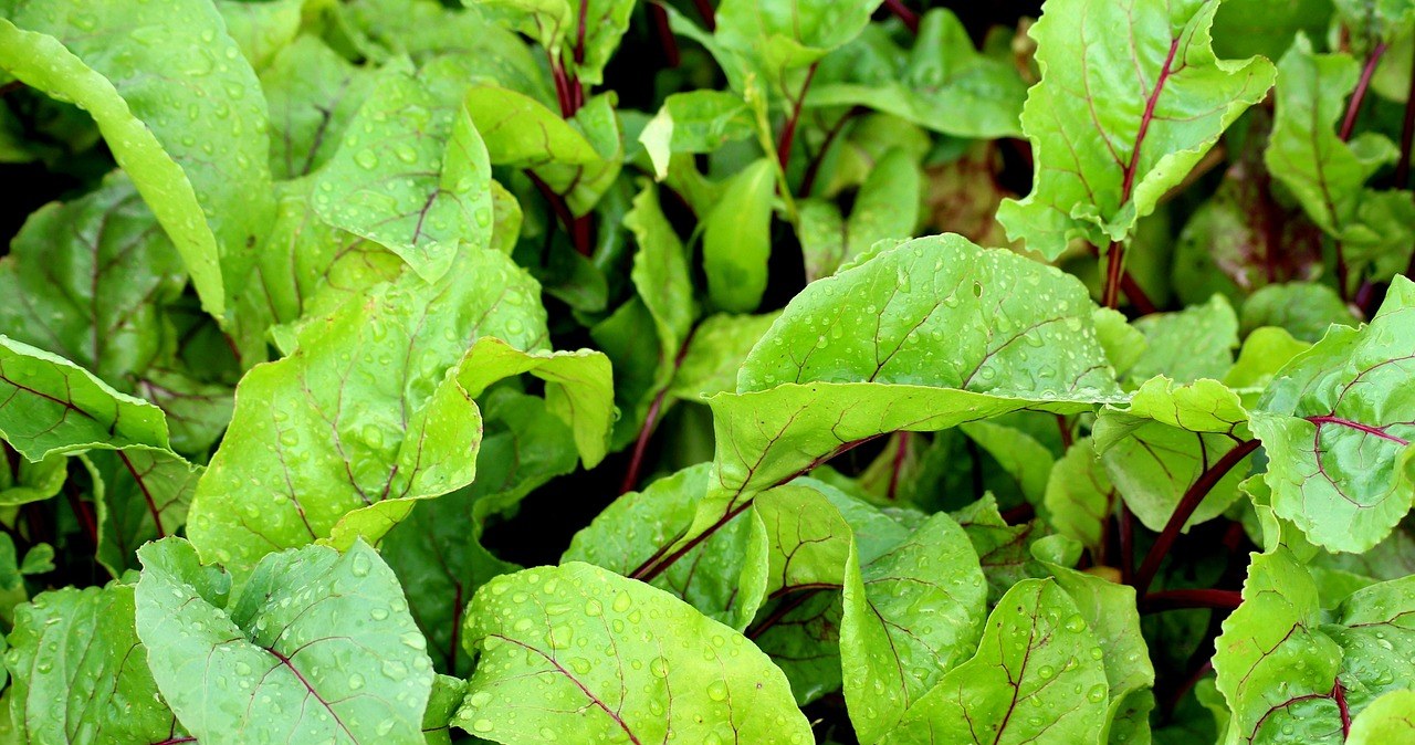 Sprytny trik w uprawie buraków. Posadź obok nich te rośliny