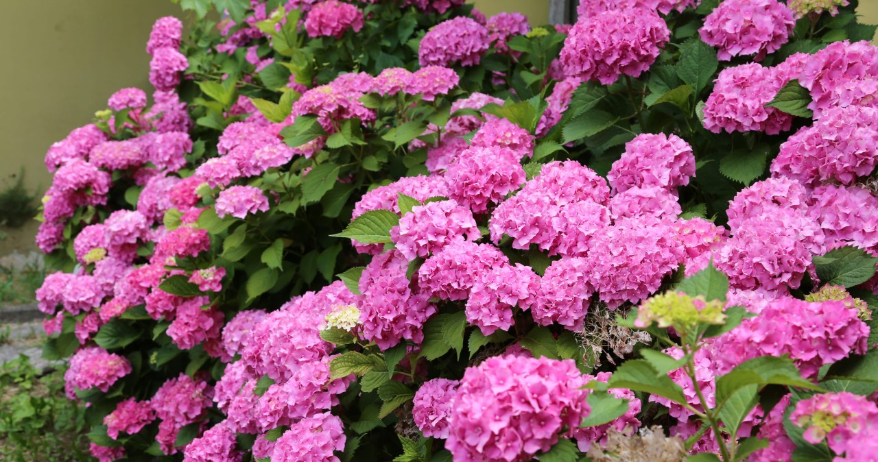 Zakop pod hortensją na wiosnę. Będzie uginać się od dużych kwiatów