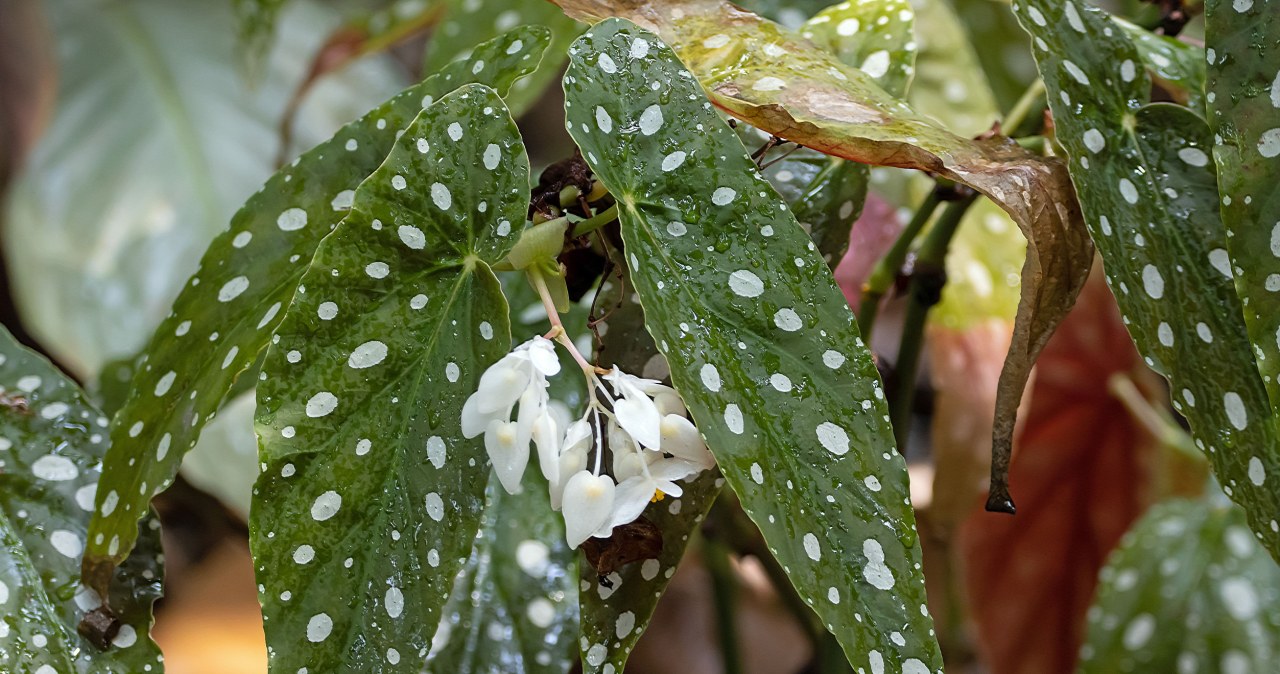 Największa indywidualistka na parapecie. Nietuzinkowe liście to jej domena