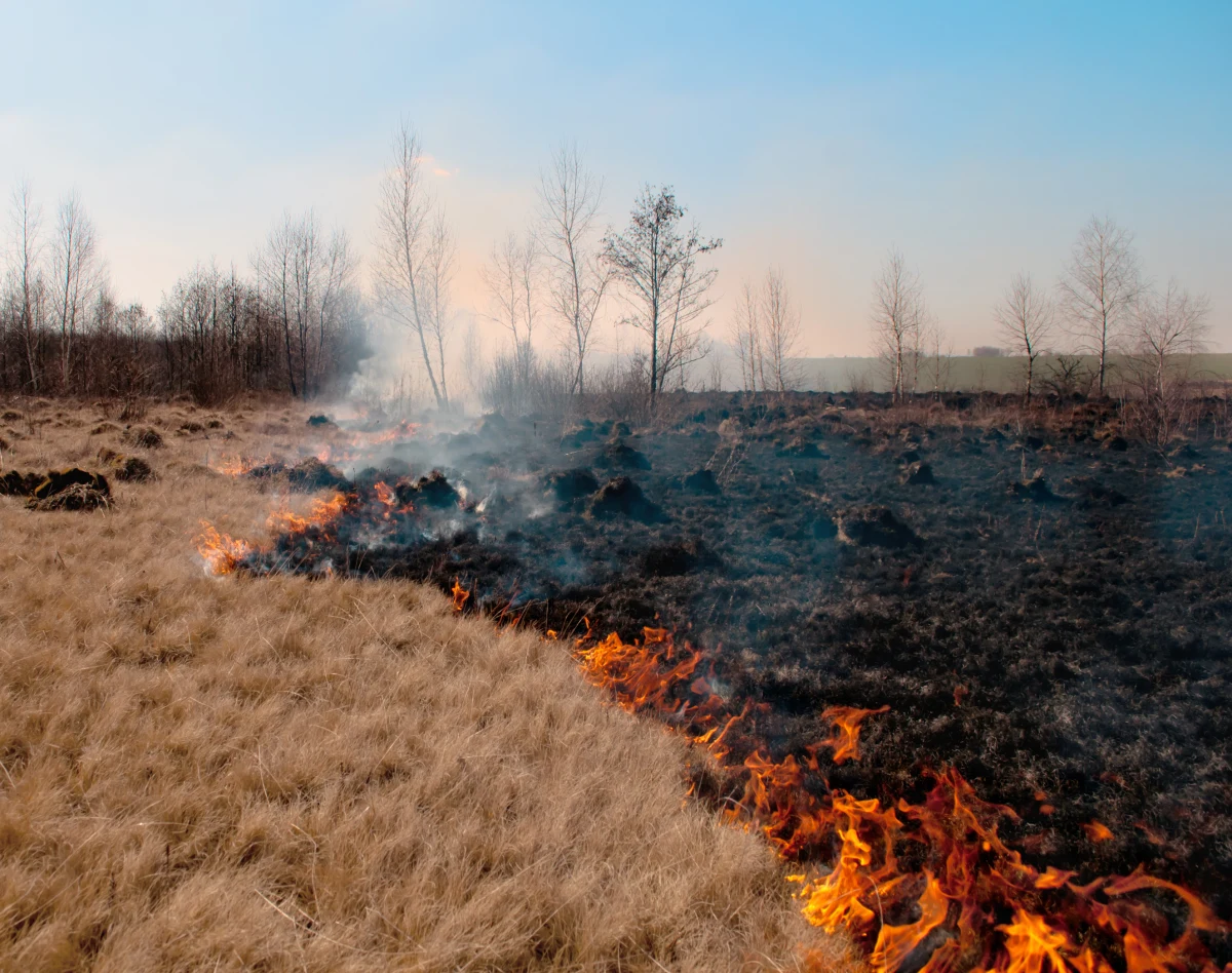 Straż Pożarna walczy z pożarem lasu i łąk pod Wyszkowem (Mazowieckie). Ogień objął około 25 hektarów - poinformował st. kpt. Daniel Wachowski ze straży pożarnej w Wyszkowie. Nikt nie ucierpiał, nie są też zagrożone żadne budynki. Pożar jednak cały czas się rozprzestrzenia ze względu na silny wiatr.