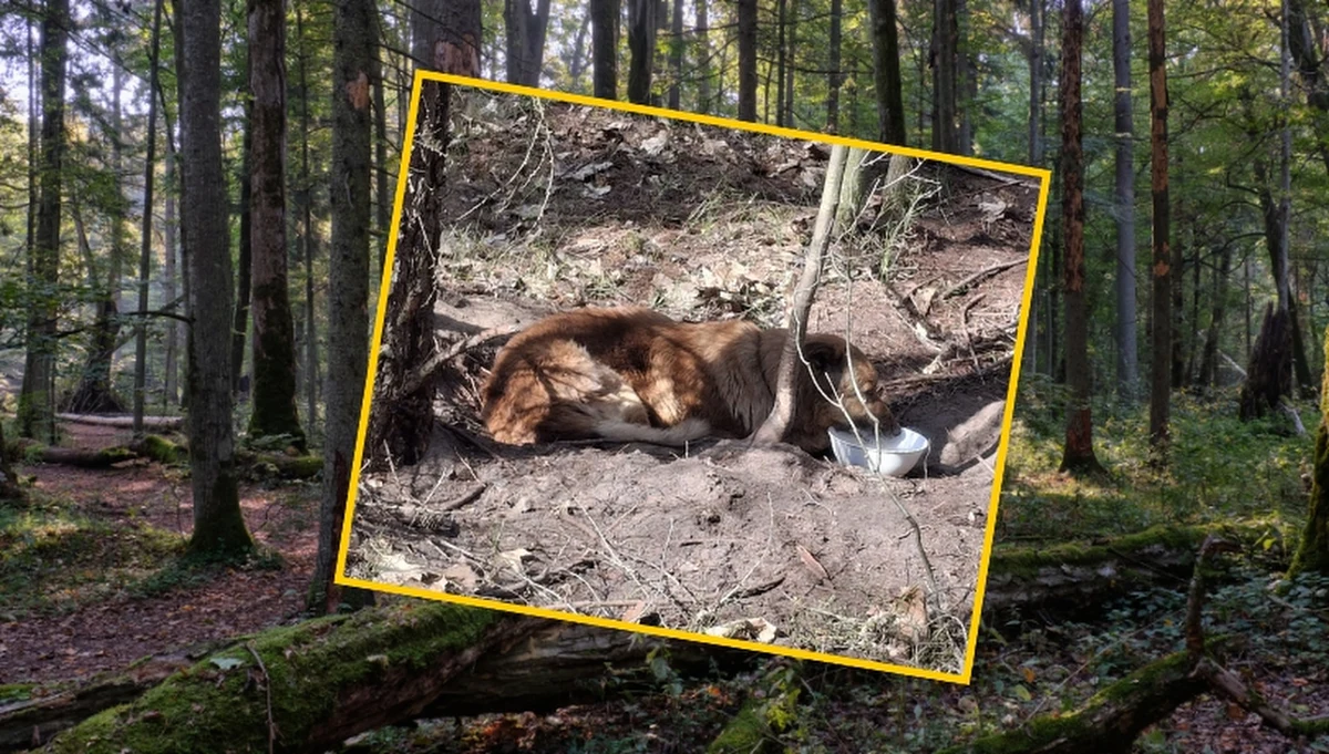 ​Na psa przywiązanego do drzewa łańcuchem natknął się niedawno leśniczy z Małopolski. Stało się to na terenie Nadleśnictwa Dąbrowa Tarnowska i najprawdopodobniej nie było wynikiem brutalnego działania człowieka, ale nieszczęśliwego wypadku.