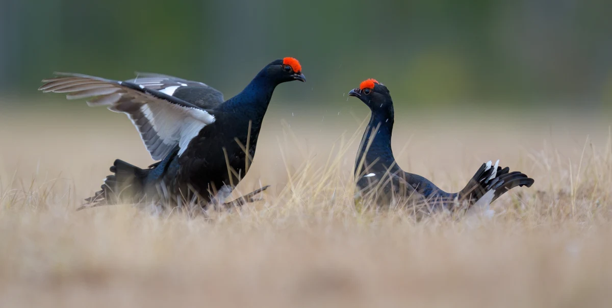 Ochrona cietrzewi i sokołów wędrownych to powód zamknięcia kilku odcinków szlaków w Karkonoskim Parku Narodowym. Trasy są niedostępne od niedzieli i pozostanie tak co najmniej do końca maja.
