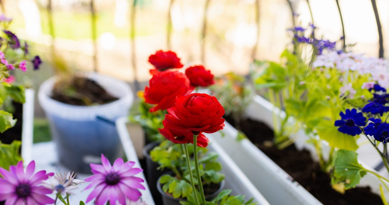 Marcowe rośliny na balkon. Kwitną aż do czerwca