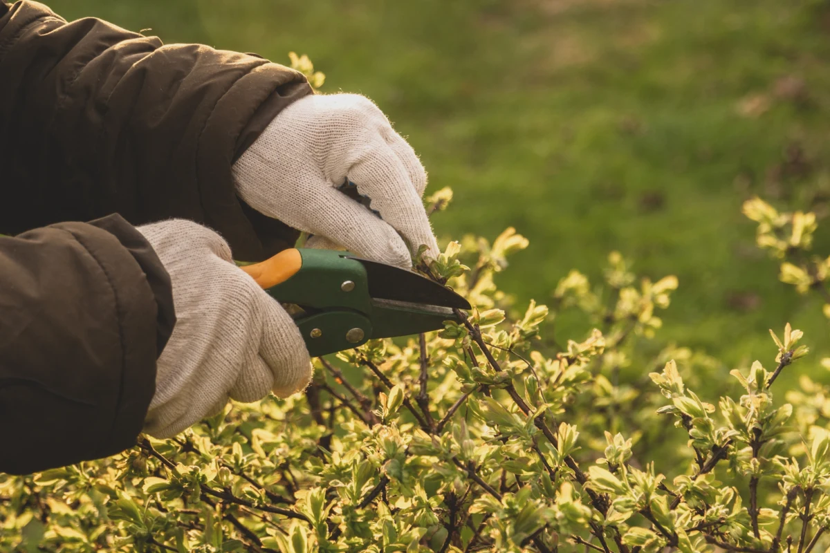 Nowoczesny sprzęt ogrodowy potrafi całkowicie odmienić pielęgnację drzew, krzewów i trawnika, sprawiając, że codzienne prace stają się szybsze i znacznie dokładniejsze. Jeśli chcesz wybrać narzędzia, które naprawdę robią różnicę, sprawdź nasze zestawienie TOP 5 sprzętów, które warto mieć pod ręką.