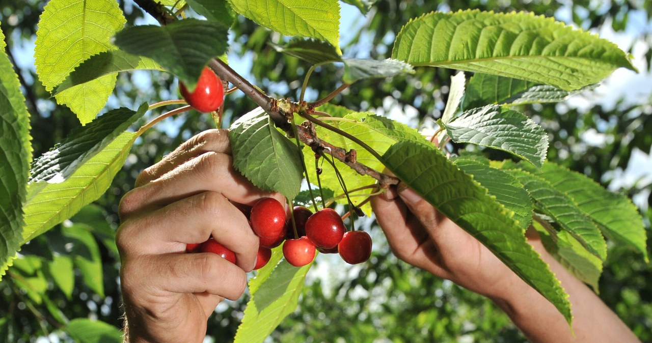 Rozsyp w marcu pod czereśnią. Drzewko będzie się giąć od owoców
