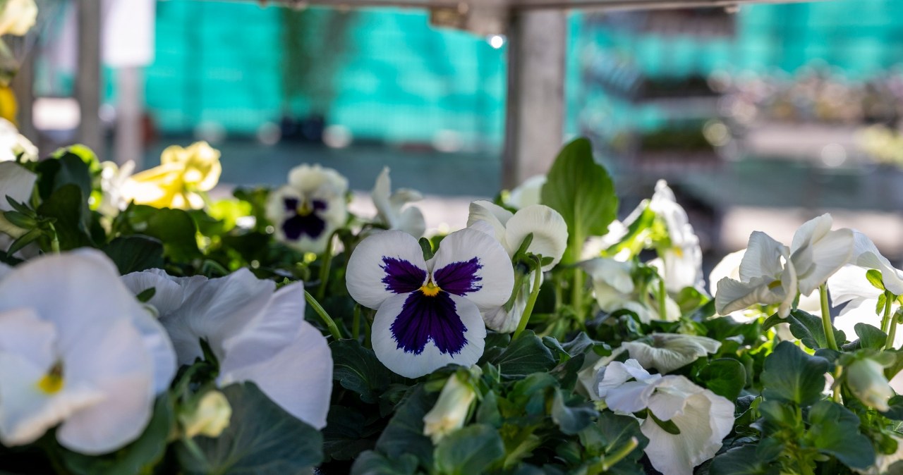 Idzie ochłodzenie. Zrób to z bratkami, aby nie zmarniały