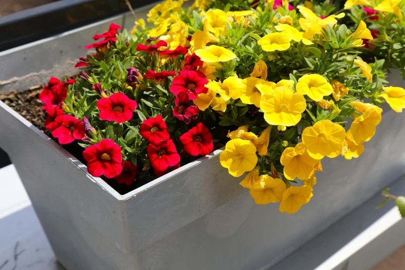 Wiosenne ciepło bywa zwodnicze. Uważaj, zanim wyniesiesz kwiaty na balkon