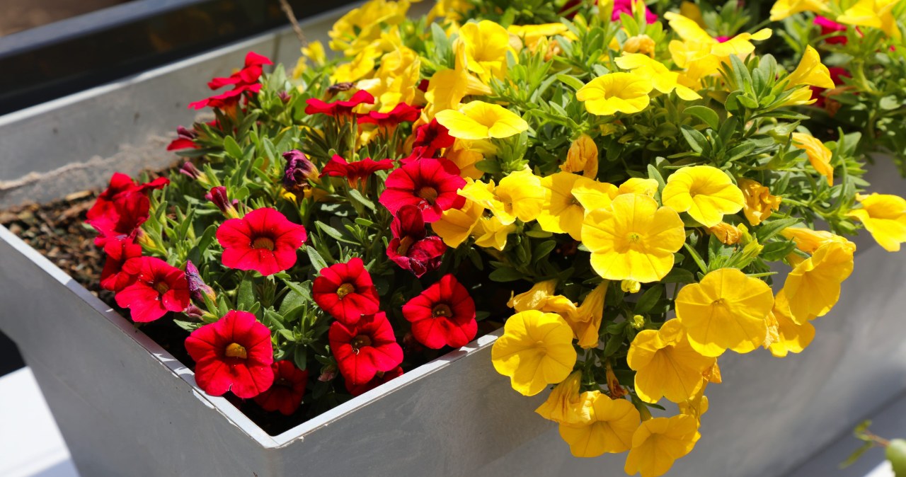 Wiosenne ciepło bywa zwodnicze. Uważaj, zanim wyniesiesz kwiaty na balkon