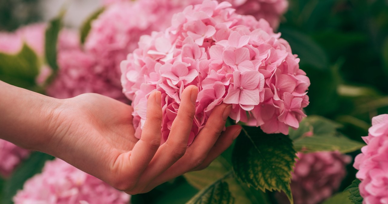 Hortensja kocha ten nawóz. Zastosuj, a niedługo utonie w kwiatach