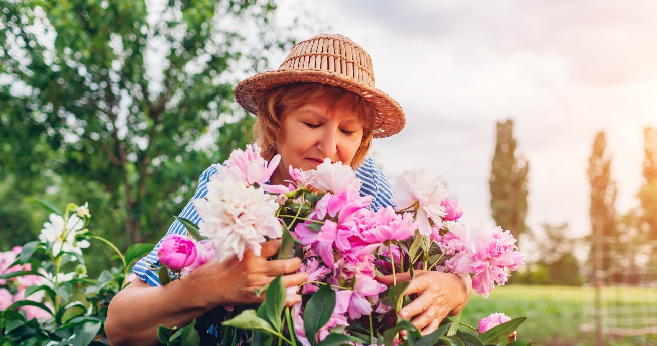 Piwonie kochają ten nawóz. Użyj w marcu, a w czerwcu obsypią się kwiatami