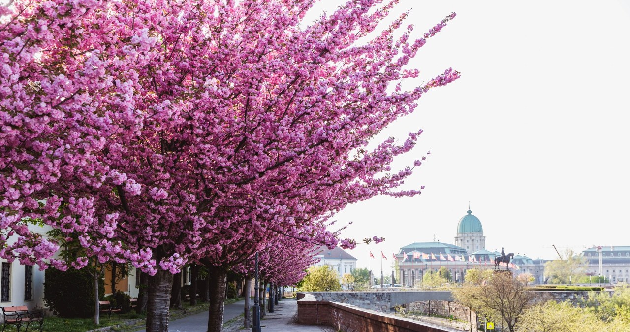 Gdzie polecieć wiosną 2026? Nowe narzędzie znajdzie najtańsze loty