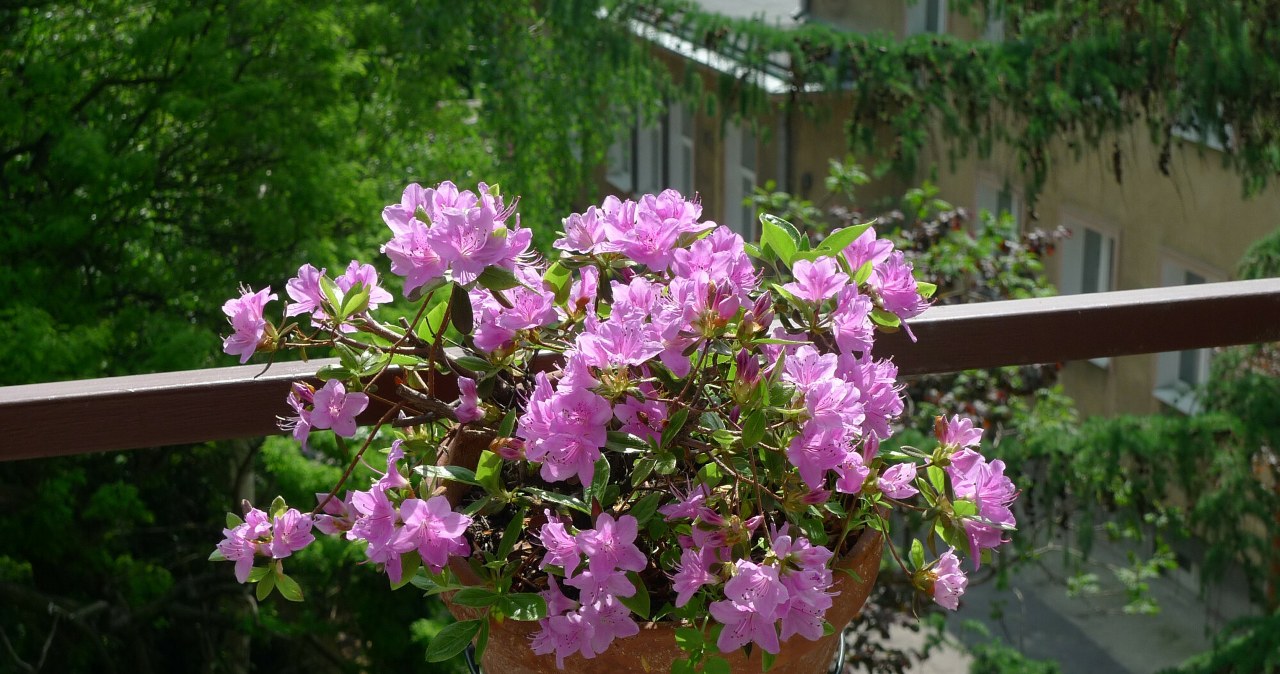 Masz zacieniony ogród lub balkon? Ta roślina sprawdzi się idealnie