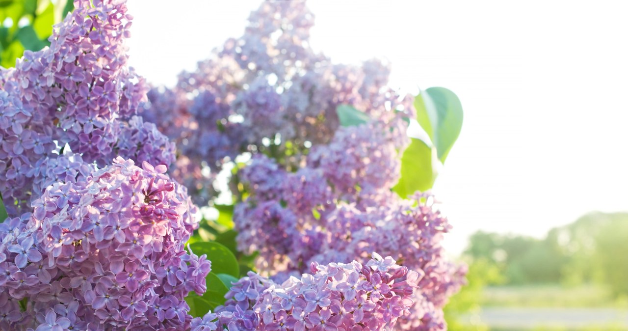 Posadź nim minie marzec. Jeszcze w tym roku zobaczysz kwiaty