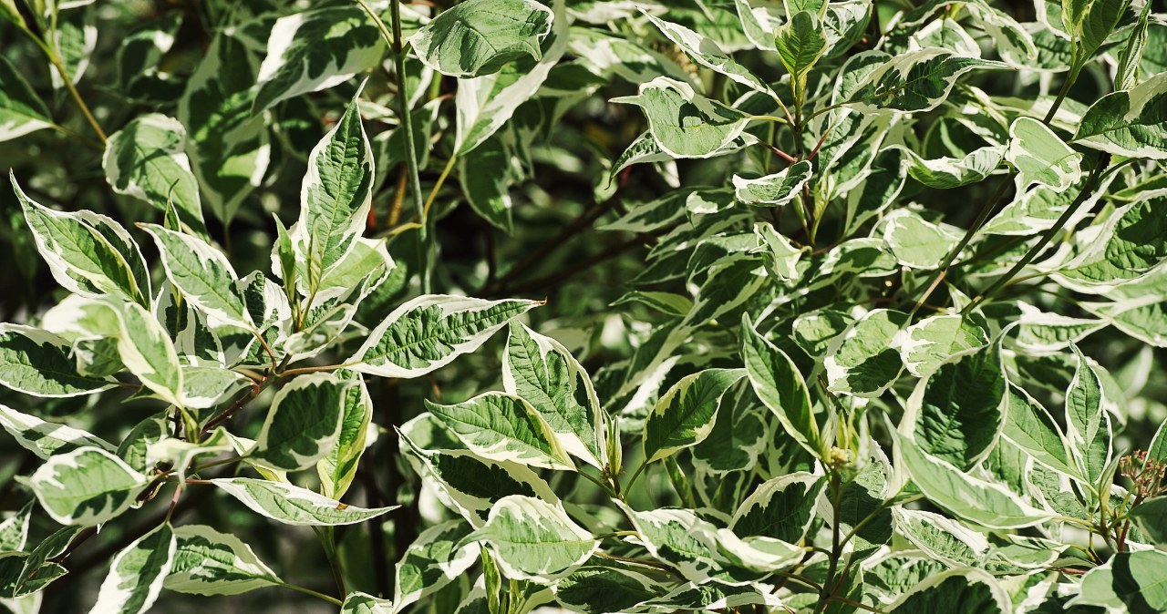 To hit na żywopłot. gwałtownie rośnie, jest bezobsługowy i bardzo strojny