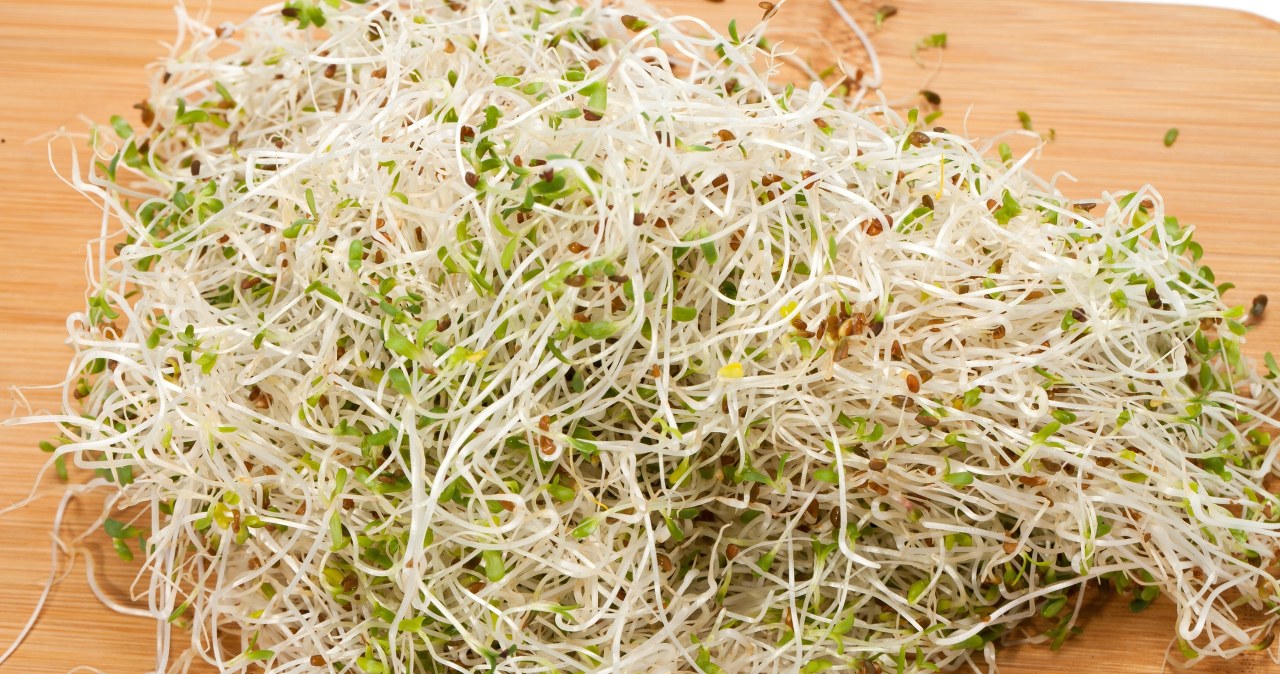 Chcesz wyhodować kiełki na święta? To najszybszy i najlepszy sposób