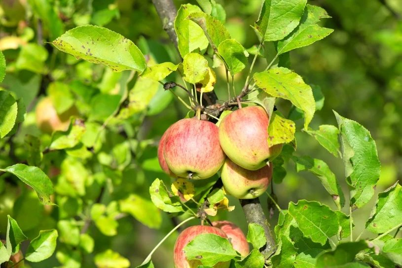 Zapomnij o opryskach. Powieś to na drzewie i ciesz się zdrowymi owocami