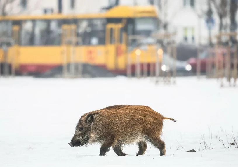 Obawiają się o własne dzieci. Pod przedszkolem czają się dziki