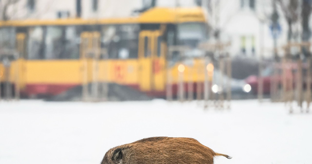 Obawiają się o własne dzieci. Pod przedszkolem czają się dziki