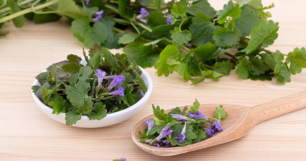 Wiele osób myśli, iż to chwast. Ja dodaję go do rosołu