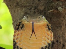 Anatomia ukąszenia węża