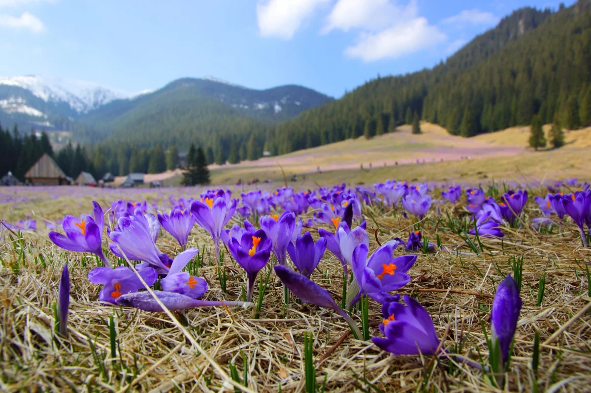Już za kilka dni Tatrzański Park Narodowy zamieni się w fioletowe morze krokusów. Przygotowania do tej niezwykłej wiosennej atrakcji trwają pełną parą – wolontariusze i pracownicy parku apelują o szacunek dla przyrody i zapowiadają akcję "Hokus Krokus". 
