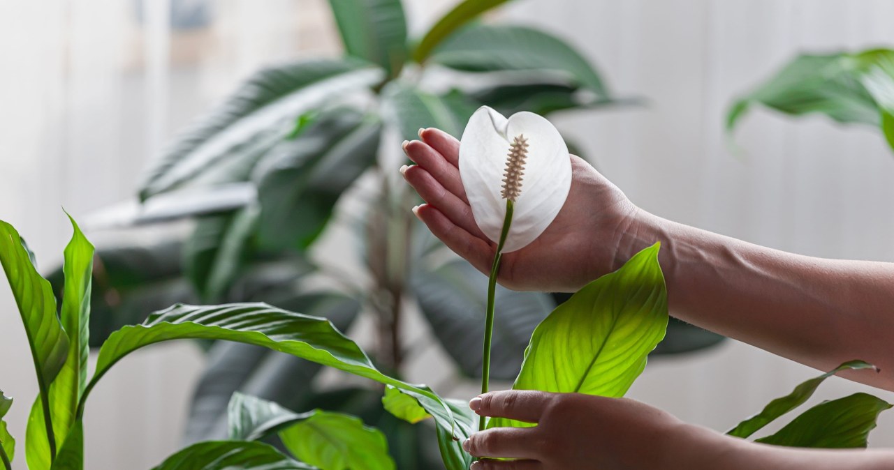 Dosy do wody i podlej skrzydłokwiat. W końcu ruszy z kwitnieniem