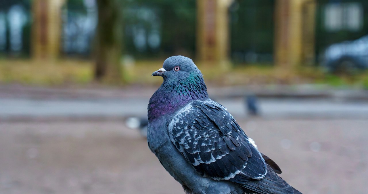 Wypatrz go na spacerze, a szczęście ci dopisze. Rozglądaj się uważnie