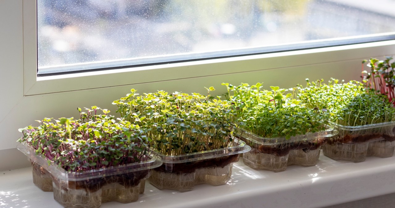 Wyglądają jak kiełki, ale są sto razy lepsze. Możesz hodować je na parapecie