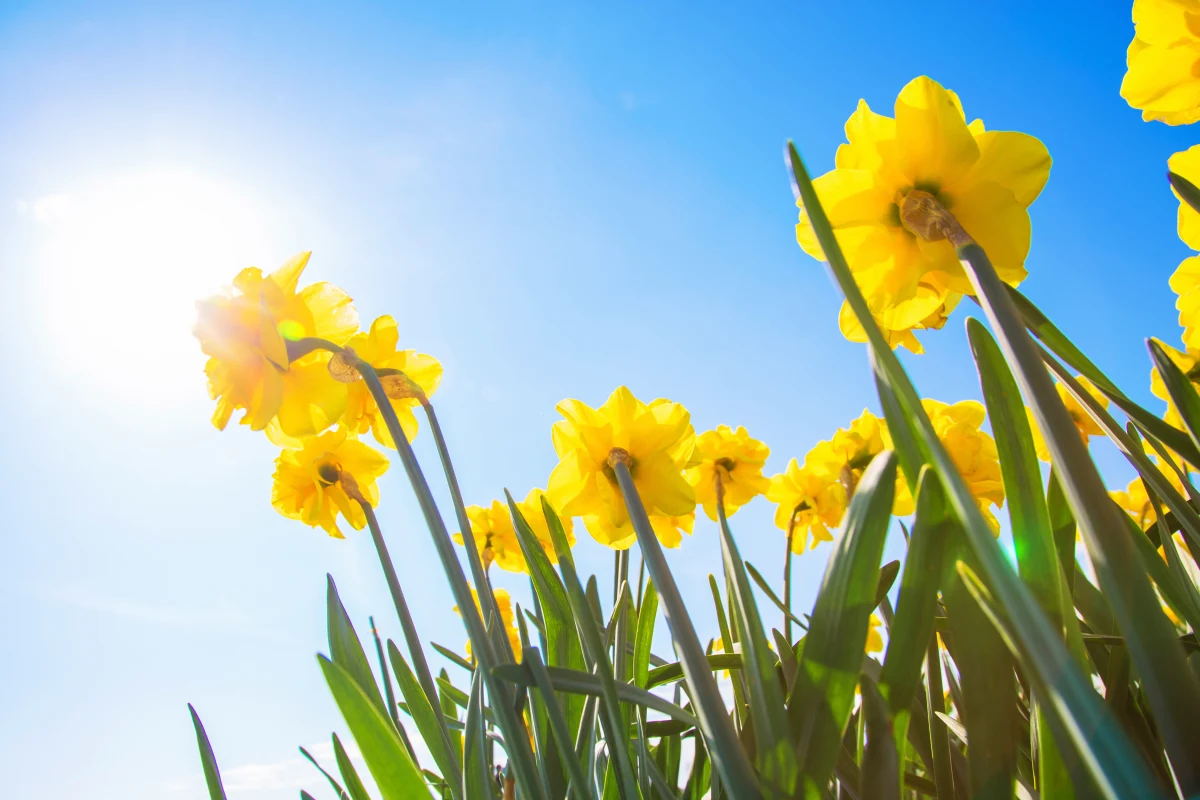 Wiosna to czas, na który wielu z nas czeka z utęsknieniem po długiej zimie. Jednak nie każdy wie, że istnieją aż trzy różne definicje początku tej pory roku: meteorologiczna, astronomiczna i kalendarzowa. Czym się różnią i dlaczego daty ich rozpoczęcia nie zawsze pokrywają się ze sobą? Wyjaśniamy.