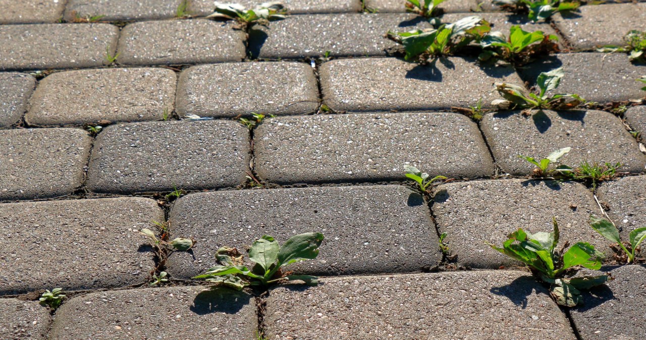 Z chwastami walcz zawczasu. Spryskaj kostkę tym, a ograniczysz problem