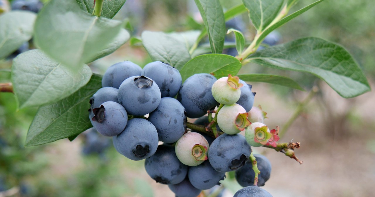 Podlej borówkę domową mieszanką. Obsypie się dużymi owocami