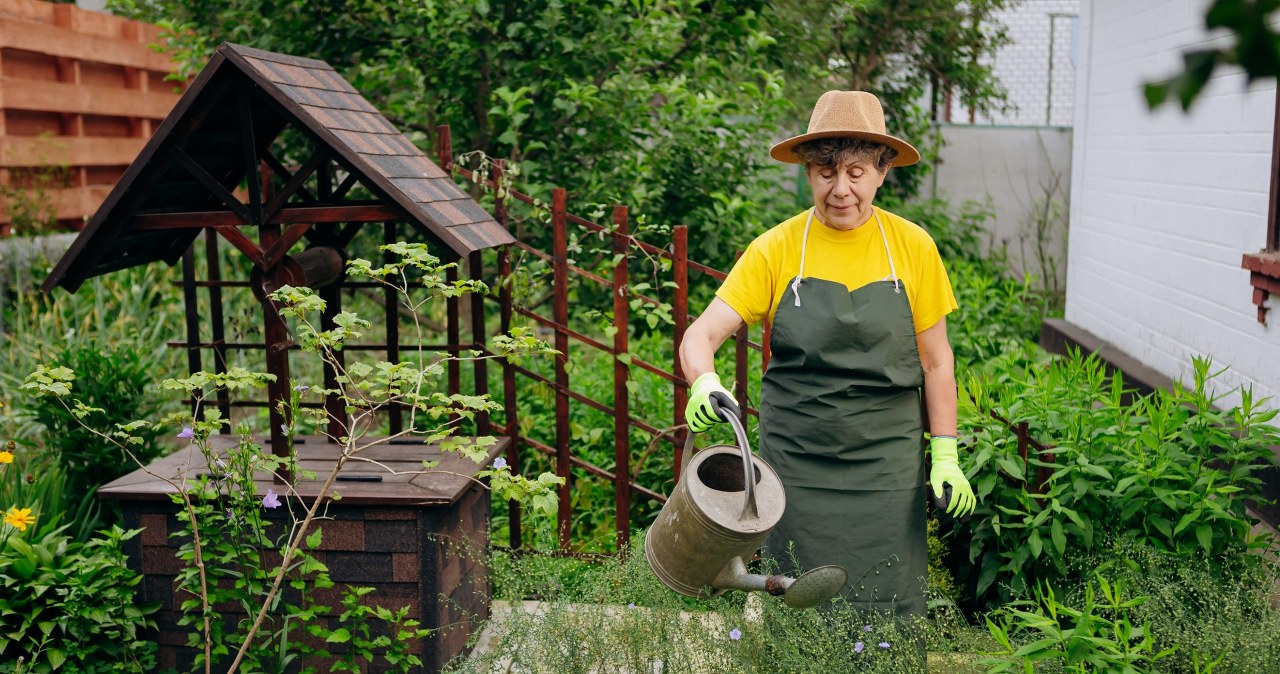 Wyjmij z lodówki i wylej na grządki. Ochroni ogórki, odżywi pomidory