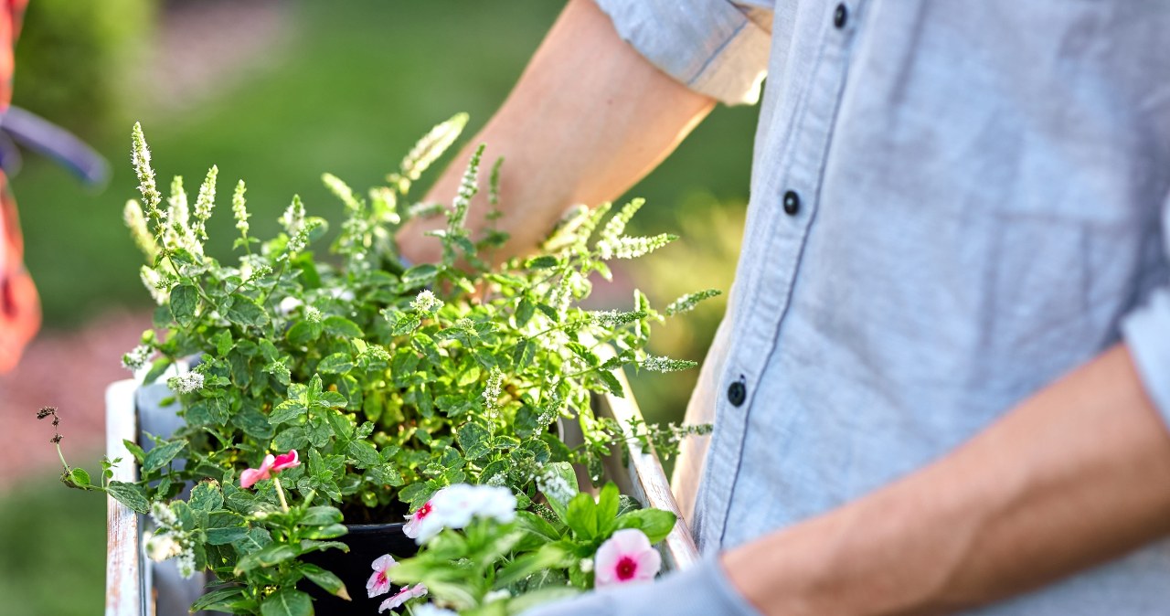 Koniecznie to zrób, zanim posadzisz rośliny. Przetrwają najgorsze warunki