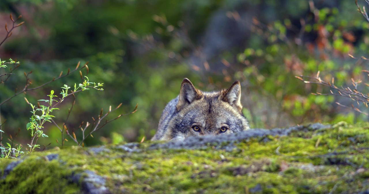 Przerażający drapieżnik podszedł blisko. Internauci zamarli
