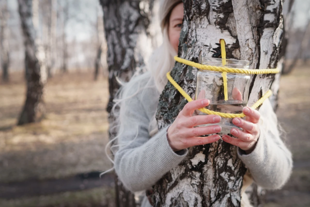 Sok z brzozy to prawdziwy eliksir zdrowia. Wiosna to wyjątkowy czas w polskich lasach – właśnie wtedy brzozy zaczynają "płakać" oskołą. Sok z brzozy, nazywany także wodą brzozową, jest pozyskiwany w marcu i kwietniu. Dowiedz się, jak prawidłowo pozyskiwać sok z brzozy, jakie korzyści niesie dla organizmu i kto powinien zachować ostrożność przy jego spożyciu.