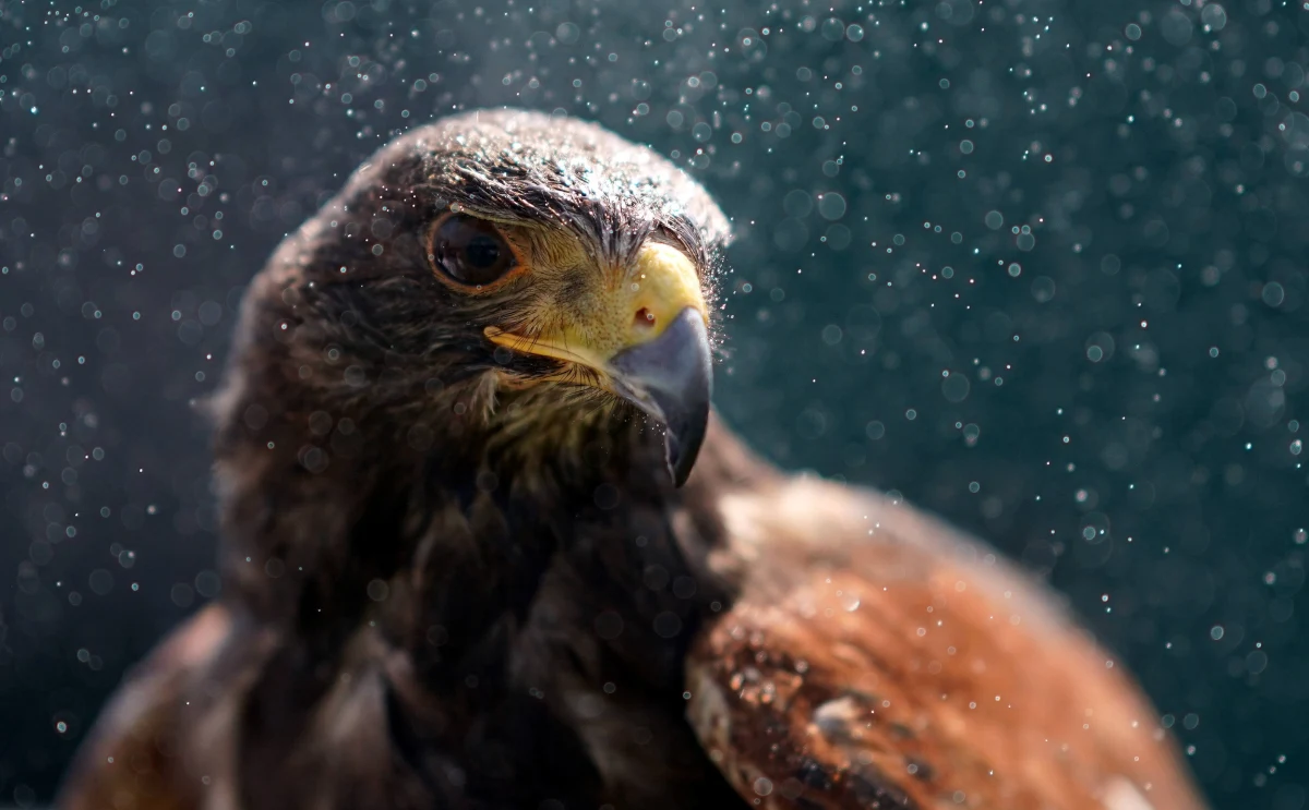 Myszołowiec towarzyski Lucek będzie płoszył mewy, które rozpanoszyły się na osiedlu Stegny Południe w Warszawie. Ptak zapoznał się z miejscem swojej pracy. Lucek ma już osiągnięcia w swojej "branży" - wcześniej z sukcesem przepłoszył gołębie w legionowskim parku kieszonkowym.