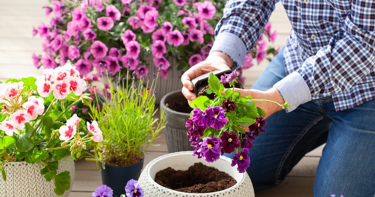Ten nalot na bratkach oznacza infekcję. Szara pleśń rozwija się szybko