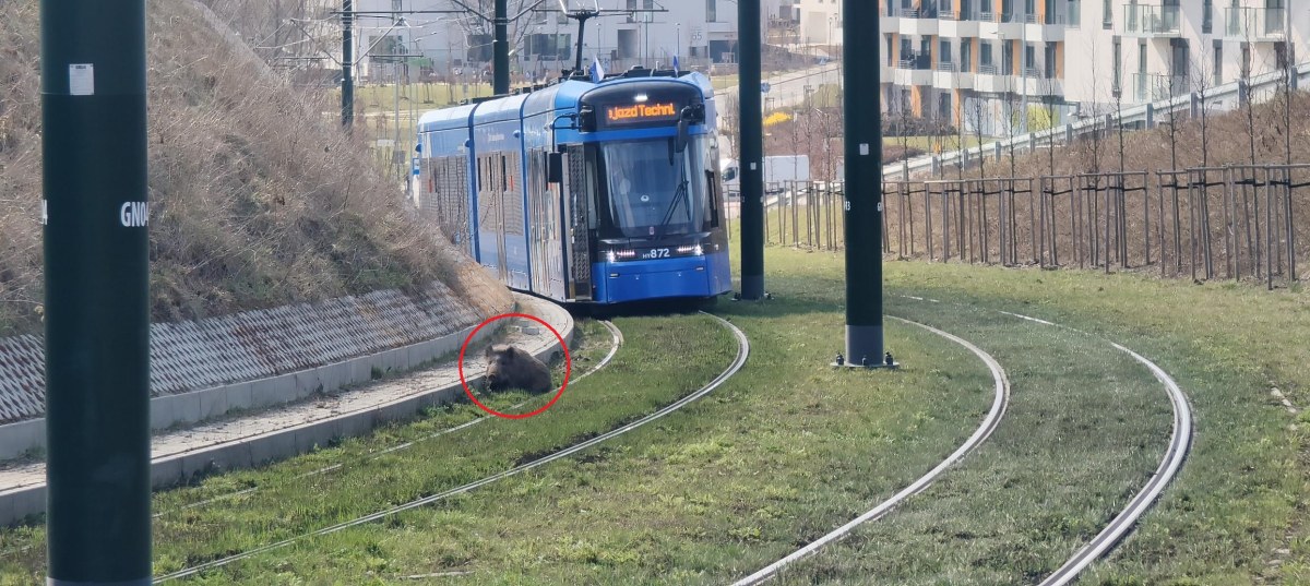 Dzik zablokował tramwaje w Krakowie. Niecodzienna sytuacja