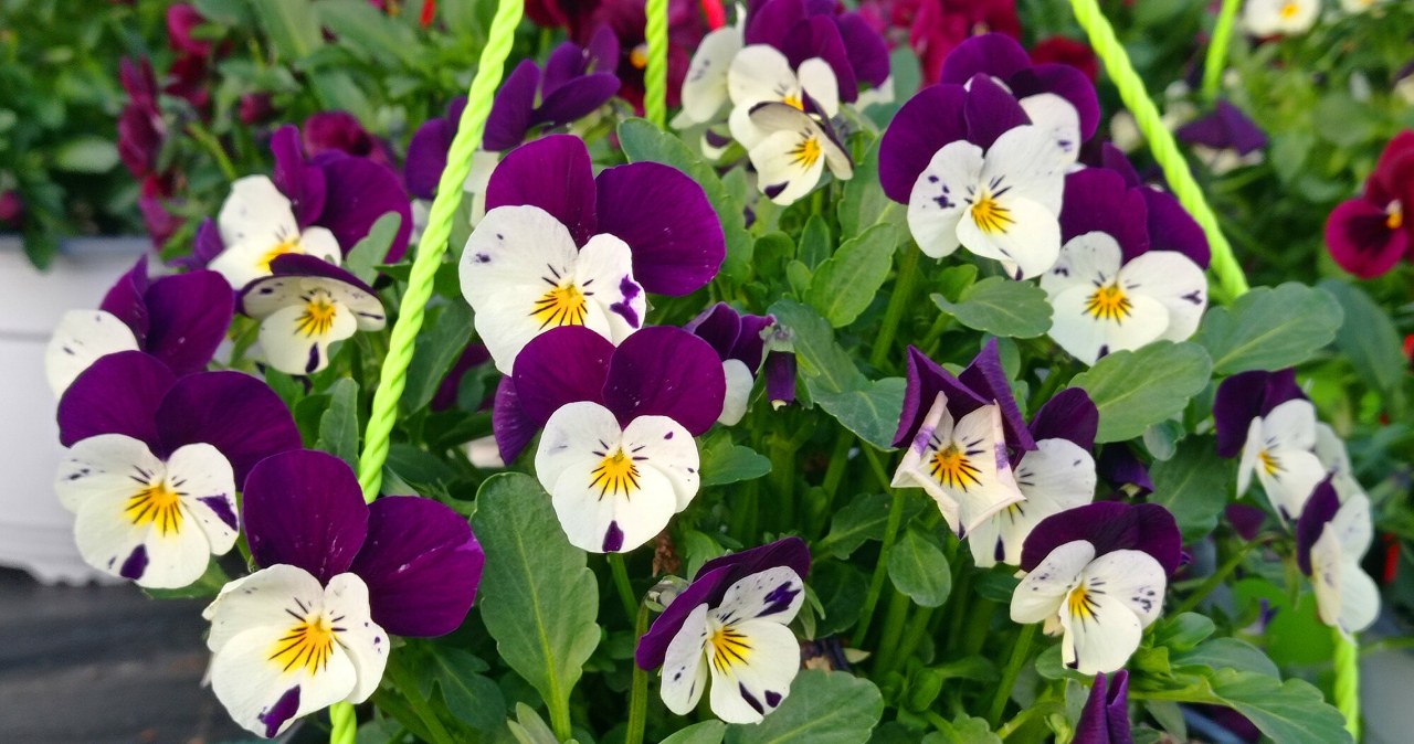 Po zakupie zrób prosty trik. Bratki będą kwitnąć aż do jesieni