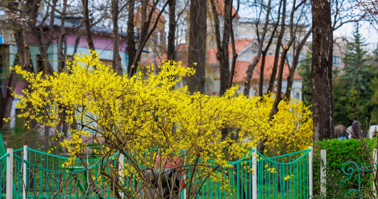 Forsycja kwitnie słabo i krótko? Zrób domowy nawóz i podlej krzew