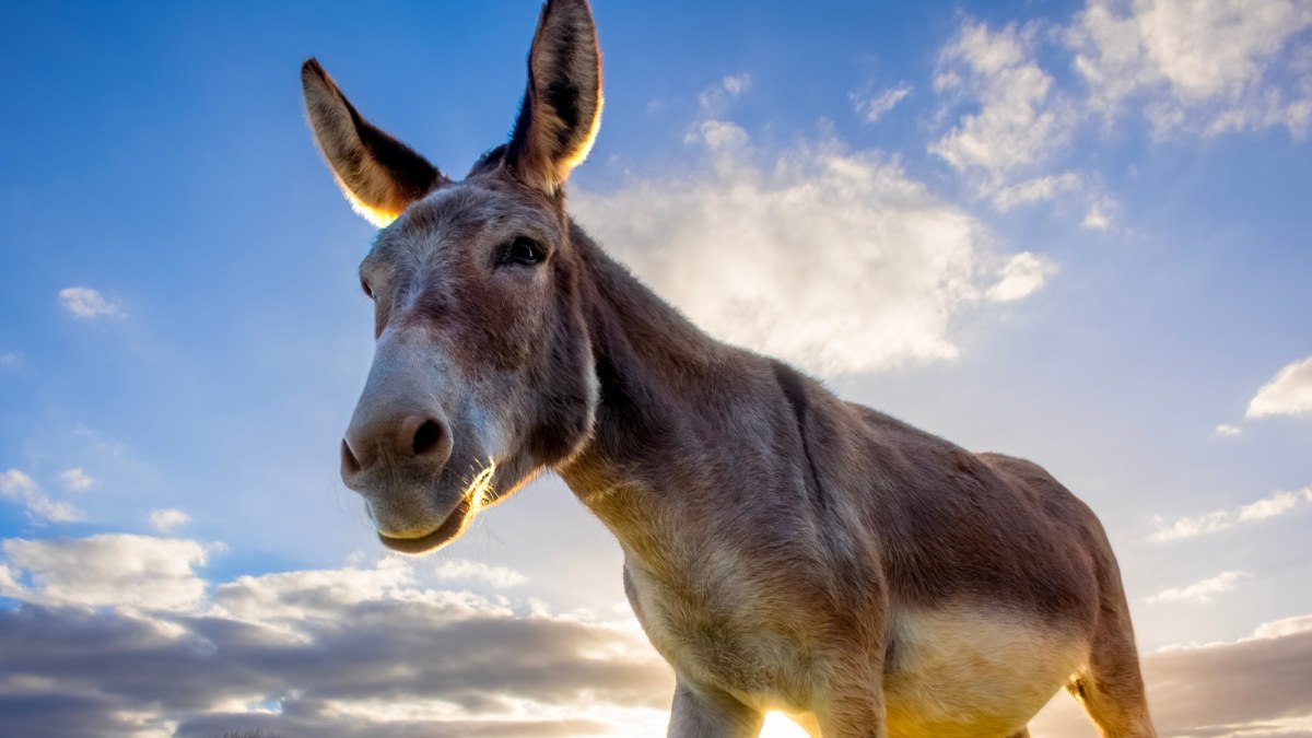 Jak osły zapobiegają pożarom? Oto brygada "pożarników"