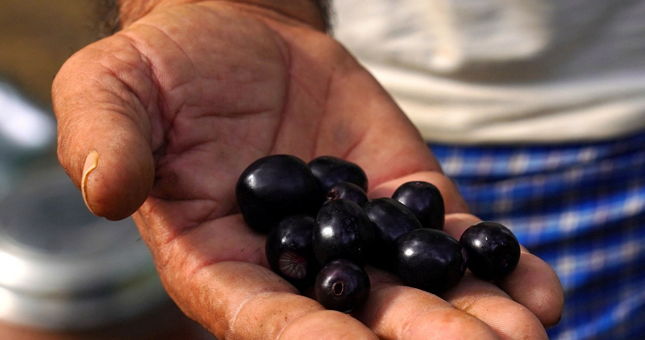 Słodko-ostry owoc. Jest niezastąpiony przy cukrzycy i wspiera odporność