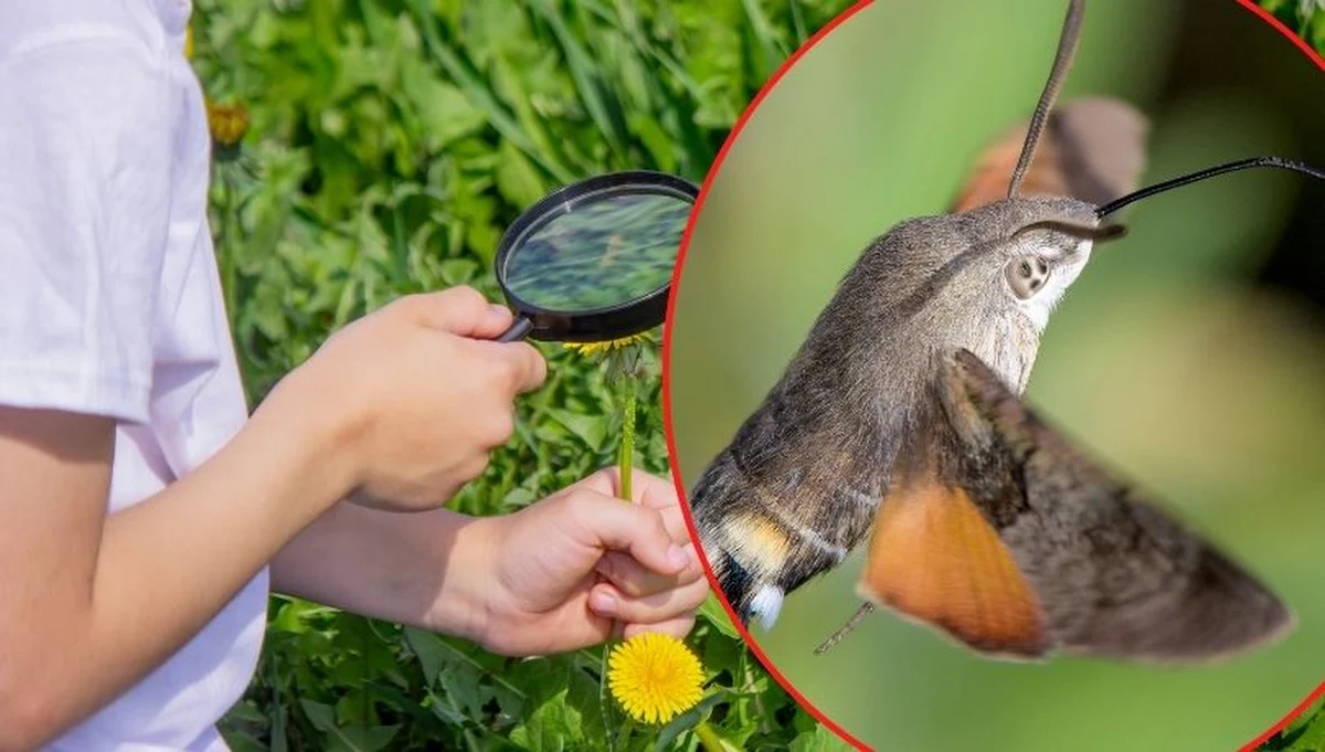 Wraz z nadejściem wiosny w polskich ogrodach i parkach pojawia się niezwykły gość – fruczak gołąbek, nazywany "polskim kolibrem". Ten fascynujący motyl potrafi zawisnąć w powietrzu jak egzotyczny ptak i odgrywa ważną rolę w przyrodzie. Gdzie można go spotkać i dlaczego warto go wypatrywać?